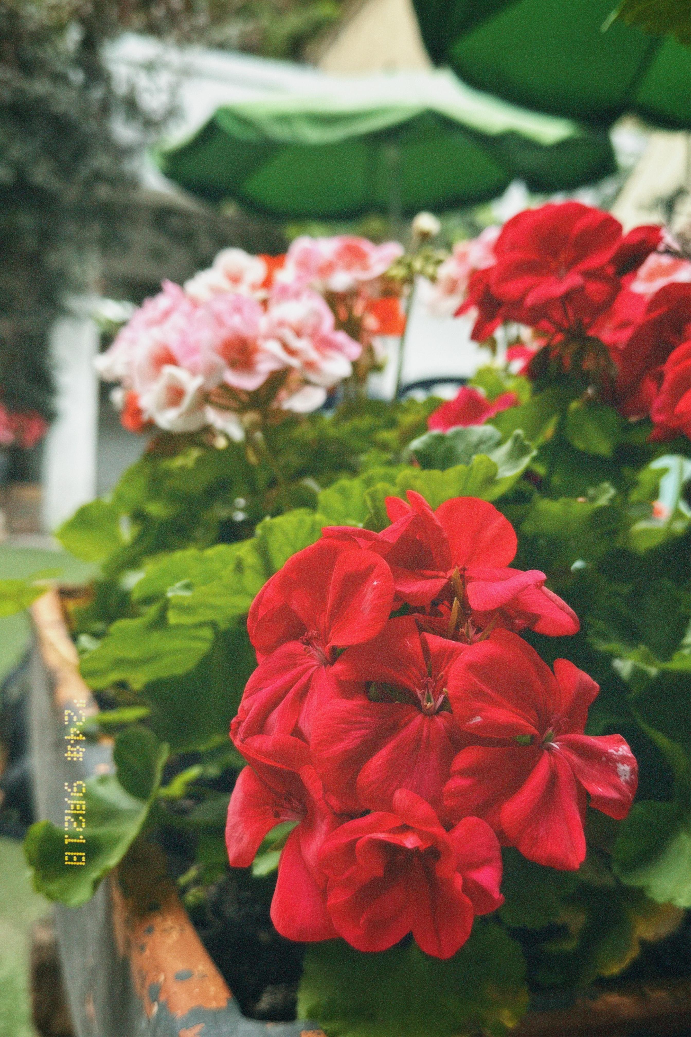 Flores en Cocina Artesanal